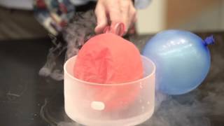 Pressure Demo Balloons in Liquid Nitrogen [upl. by Bobby]