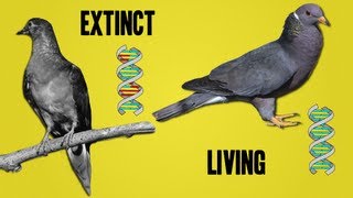 The Science Behind Deextinction [upl. by Feeley]