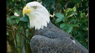 Bald Eagle vs Golden Eagle [upl. by Blessington]