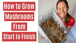 How to Grow Mushrooms from Start to Finish in a Monotub [upl. by Lothaire268]