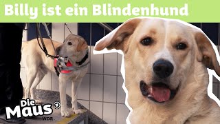 Blindenhund  DieMaus  WDR [upl. by Glaser]