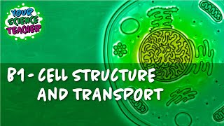 B1  WHOLE TOPIC GCSE CELL STRUCTURE AND TRANSPORT [upl. by Peih477]