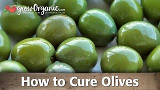 How to Cure and Preserve Your Own Olives [upl. by Cedric]