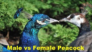 Difference between Male and Female Peacocks Peahens [upl. by Amund]