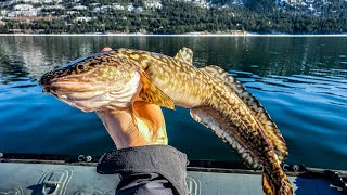 Columbia River Winter BURBOT Fishing Catch Clean Cook [upl. by Granthem683]