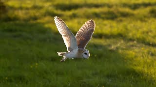 The Unbelievable Flight of a Barn Owl  Super Powered Owls  BBC Earth [upl. by Naasar]