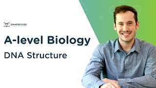 DNA Structure  Alevel Biology  OCR AQA Edexcel [upl. by Gilbart]