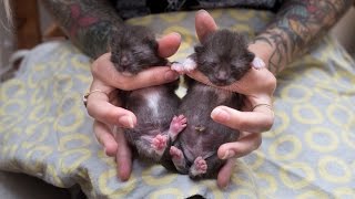 How to Help Baby Kittens Pee and Poop [upl. by Averir]