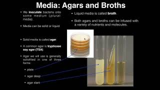 Lab Exercise 1 Introduction to Microbiology [upl. by Annahael]