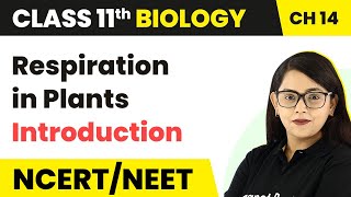 Class 11 Biology Chapter 14  Respiration in Plants  Introduction [upl. by Nyhagen697]