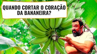 Quando cortar o CORAÇÃO da bananeira [upl. by Sibylle149]