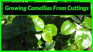 How to Grow  Propagate Camellias from Cuttings [upl. by Eecrad529]