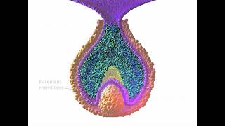 Early Tooth Development [upl. by Aneet992]