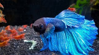 7 Most Popular Betta Tank Mates You Need to Try [upl. by Suez]