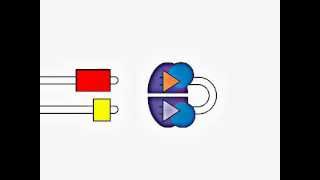 VDJ Gene Recombination [upl. by Zendah664]