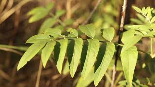 WILD LICORICE Glycyrrhiza lepidota [upl. by Sitruc946]