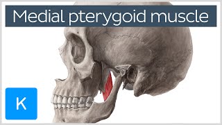 Medial Pterygoid Muscle Origin Insertion Function amp Nerve Supply  Anatomy  Kenhub [upl. by Nilved]