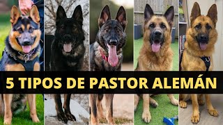 5 DIFERENTES TIPOS DE PASTOR ALEMÁN [upl. by Wang]