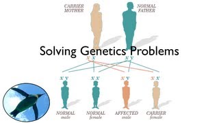 Solving Genetics Problems [upl. by Wagoner806]