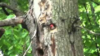 Red Headed Woodpecker Mating Call [upl. by Helfant]