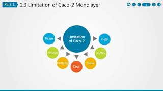 Caco 2 Cell Permeability Assay [upl. by Tallbott311]