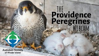 Providence Peregrine Falcon Webcam  Audubon Society of Rhode Island [upl. by Hallvard]