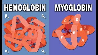 HEMOGLOBIN AND MYOGLOBIN BIOCHEMISTRY [upl. by Nikaniki]