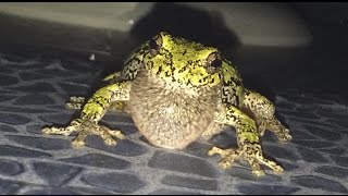 Gray Tree Frog Mating Call [upl. by Aika242]