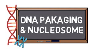 DNA Packaging amp Nucleosome  Chromosome Formation  Pocket Bio [upl. by Pasco]