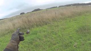 Falconry Goshawk and Hares [upl. by Gae448]