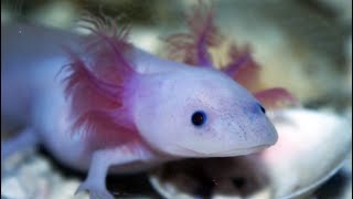 Facts The Axolotl [upl. by Rico]