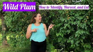 Wild Plum How to Identify Harvest and Eat [upl. by Bogart]