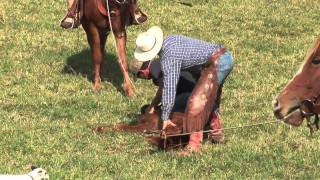 Cattle Branding with Circle B Ranch [upl. by Gnuh940]