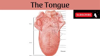 The Tongue  Parts Features Papillae Muscles Nerve amp Blood supplyLymphatic DrainageDevelopment [upl. by Edric]