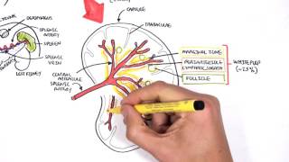 Spleen Anatomy and Physiology [upl. by Nael]