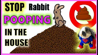 How do I stop my rabbit pooping everywhere  Rabbit Litter Training [upl. by Lalat318]