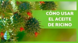 10 USOS del ACEITE de RICINO 💚 ¡Cabello Pestañas Antiacné y más [upl. by Andrea]