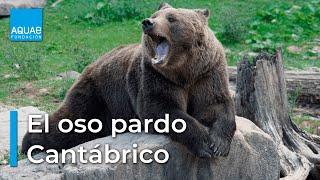 El OSO PARDO la especie TERRESTRE más GRANDE de la FAUNA IBÉRICA [upl. by Eislrahc]