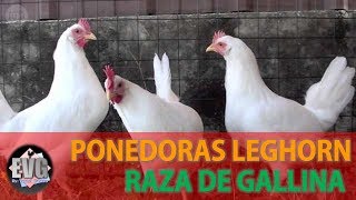 Gallinas Leghorn  Raza de Gallina Ponedora [upl. by Ennairrac]