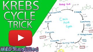 Krebs Cylcle Trick How to remember krebs cycle FOREVER [upl. by Baillie]