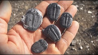 Fossil Digging for 500 Million Year Old Trilobites in Utah [upl. by Bordy]