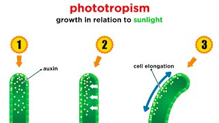 Mechanisms of Plant Growth [upl. by Sailesh]