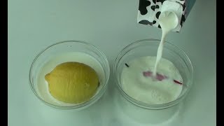 How to make yogurt culturestarter at home Cooking A Dream [upl. by Morlee443]