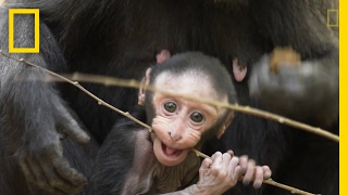 Get to Know These Cute Baby Monkeys  National Geographic [upl. by Dnomayd]