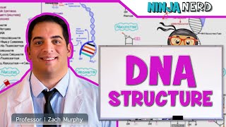 Cell Biology  DNA Structure amp Organization 🧬 [upl. by Itsrejk]