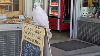 Katoomba Cockatoos [upl. by Llenehs396]