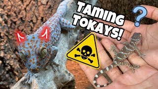 FEEDING MY TOKAY GECKOS  HAND TAMING BABY TOKAYS [upl. by Rape]