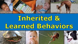 Inherited and Learned Behaviors [upl. by Jacobine]