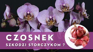 Stosowanie CZOSNKU w uprawie i pielęgnacji STORCZYKÓW🌱 Uważaj co robisz [upl. by Atik]