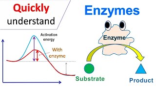 Enzymes [upl. by Allesig622]